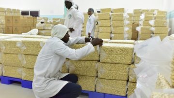 Usine-anacarde-de-Korhogo_CIV_3