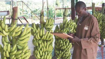 Compagnie_Fruitière_Cameroun2016-Bananes-5458
