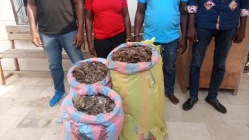 TRAFIQUANTS PANGOLINS YOPOUGON