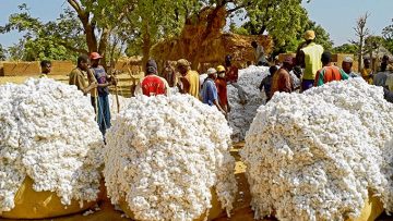 Coton en zone CFA-Campagne 2022-2023- Le rendement moyen est attendu en baisse à 377 kg par ha