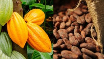 Cacao