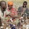 Enrolement-cotonculteur-1-826×425