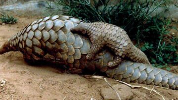 Pangolin1