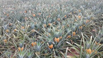 Ananas