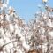 COTON
