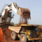 mine_cìte-d-ivoire_tongon_echelonchargement_desc