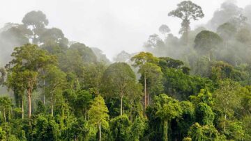 Nestle-invests-2.7m-to-protect-Cote-d-Ivoire-s-Cavally-forest-reserve