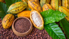 cabosse-de-cacao_kozkhklzxu