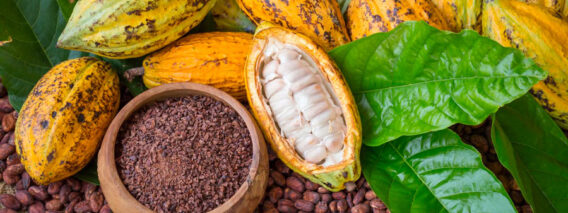 cabosse-de-cacao_kozkhklzxu