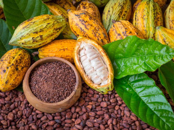 cabosse-de-cacao_kozkhklzxu